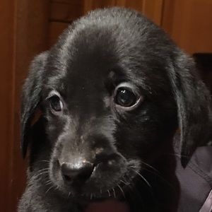 Meet your Posher, Penny